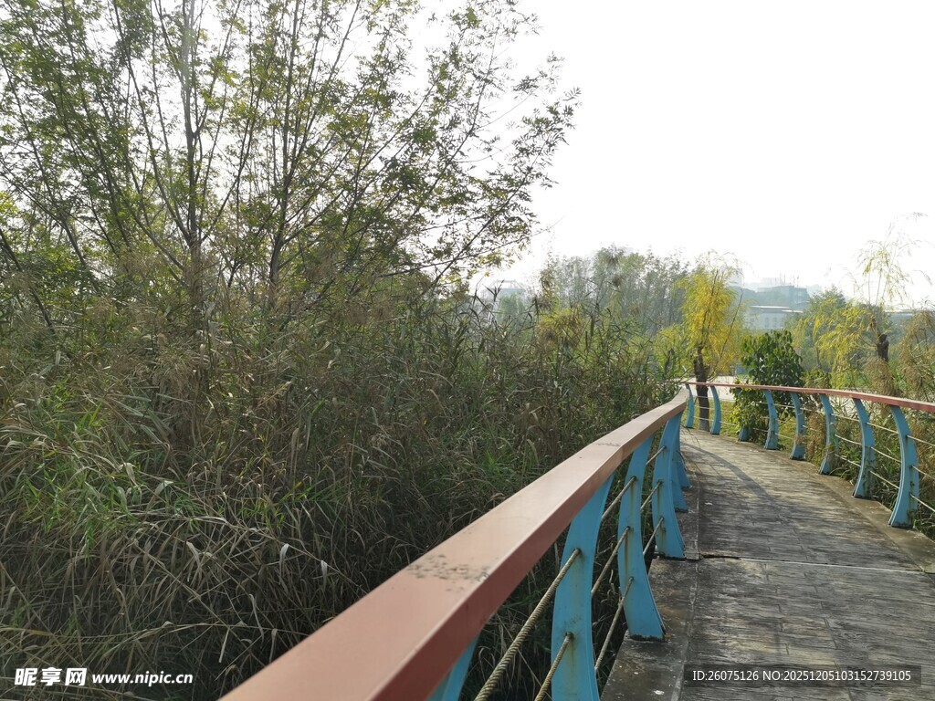林间木桥自然清新景致