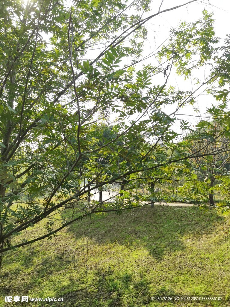 林间草地的自然景致