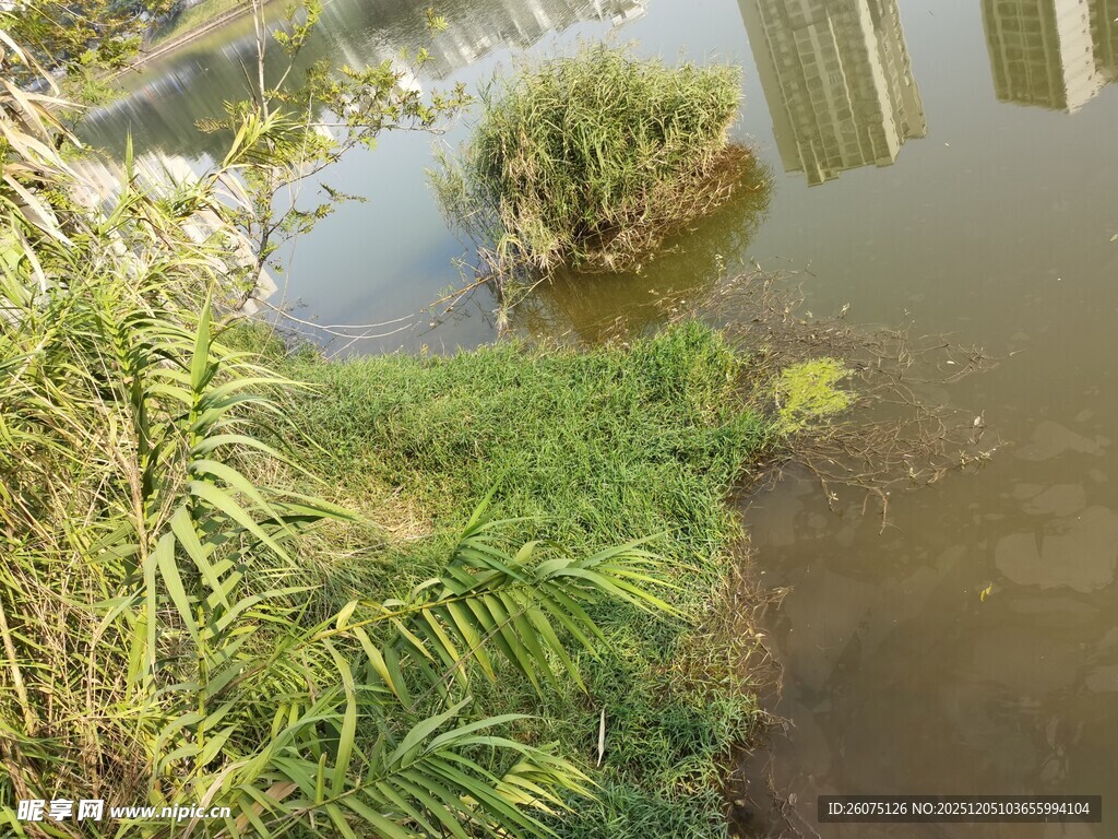 水边绿植景观