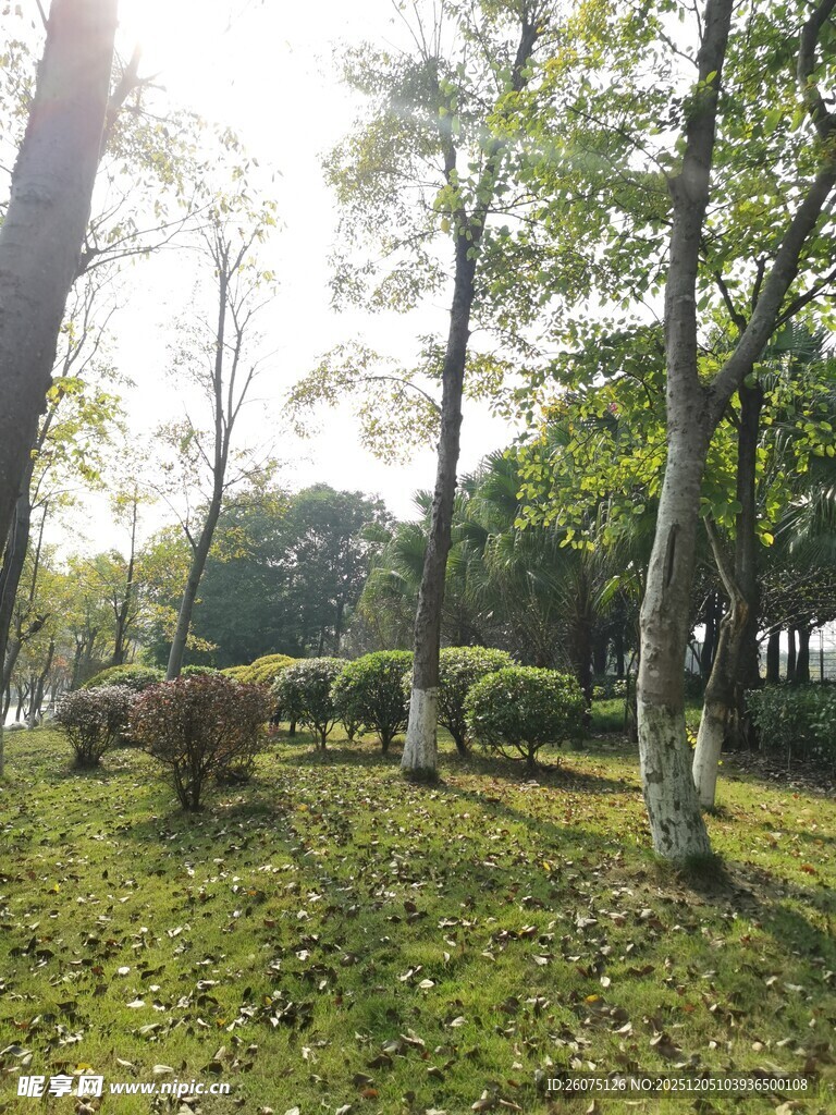 阳光照耀下的林间草地