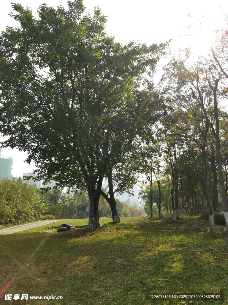 林间草地自然风光图景