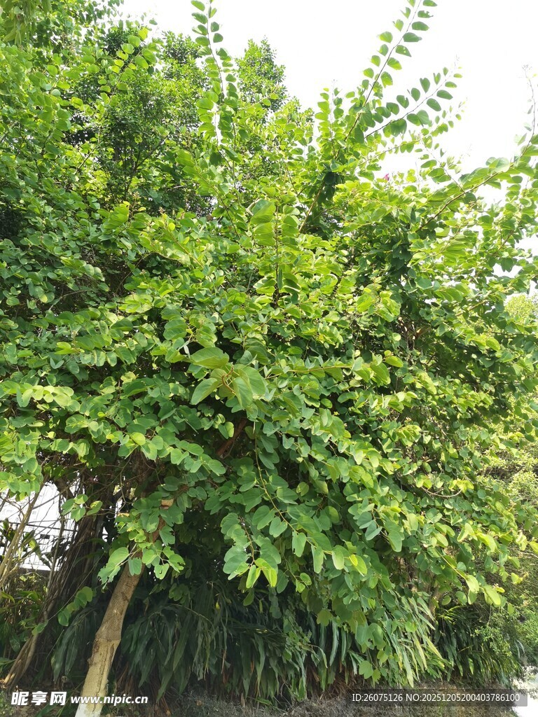 茂盛绿植生机盎然