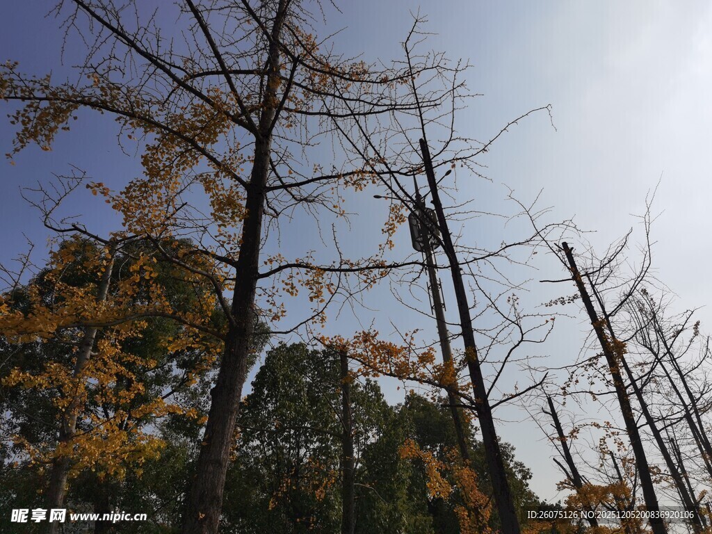 秋日枯树与蓝天景致