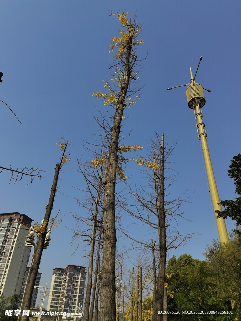 城市中光秃树木与游乐设施