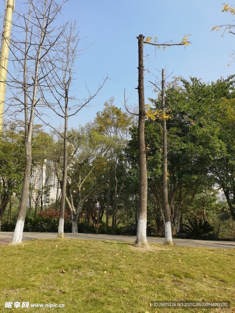 城市草地旁的树木景观