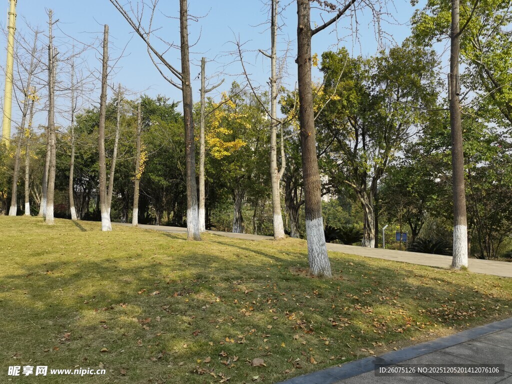 秋日公园林荫草地美景