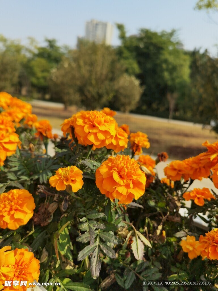 鲜艳橘色万寿菊绽放