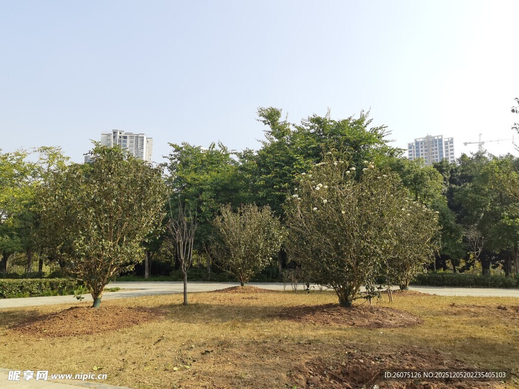 户外开阔树林景观