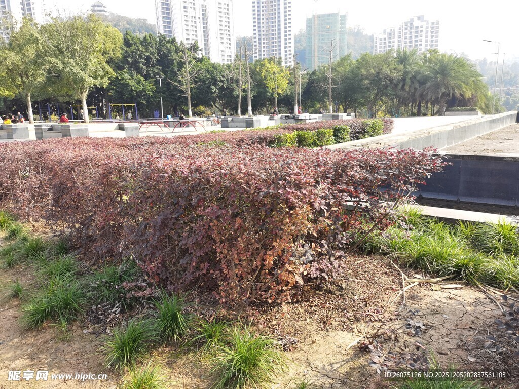 城市公园中的绿植景观