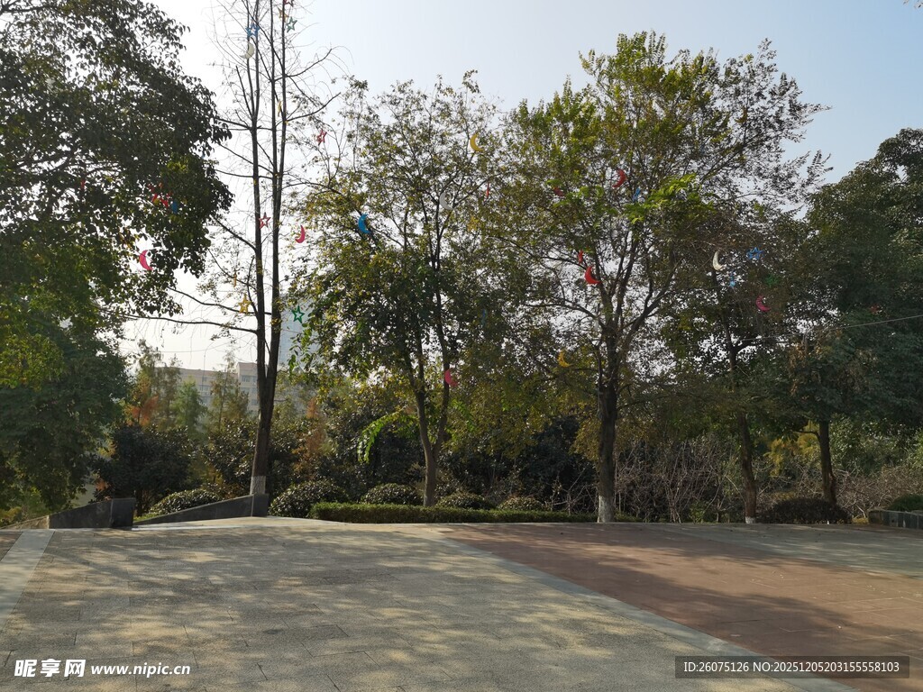 林间开阔场地景观