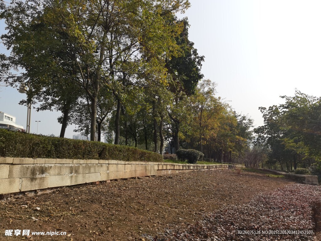 户外树林旁的开阔土地