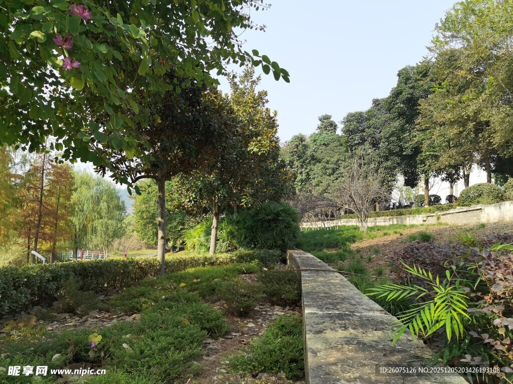 林间小径自然清新景致