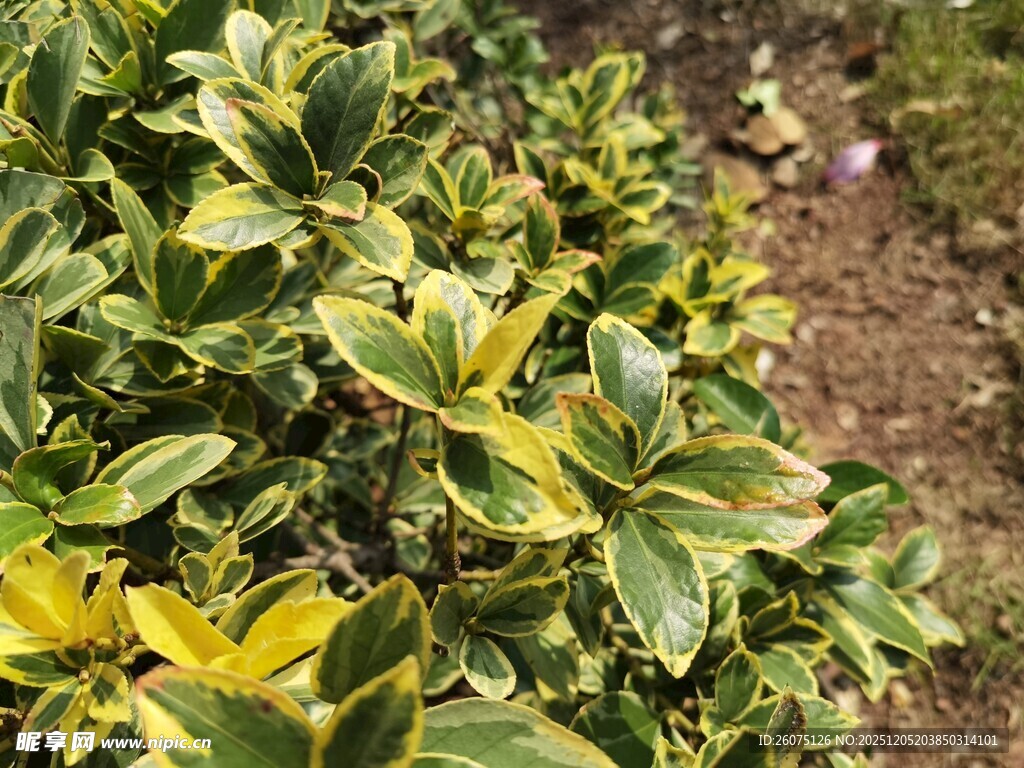 黄绿相间的斑斓植物