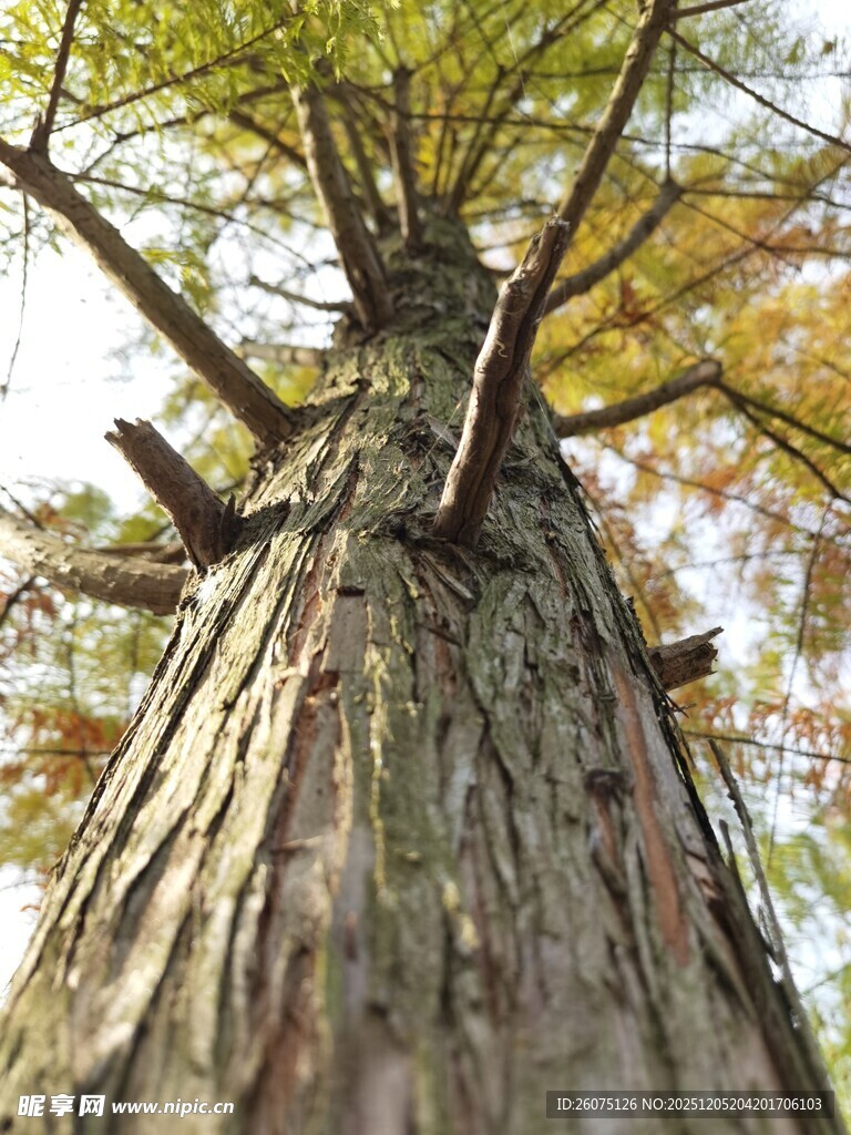 仰视粗壮挺拔的大树树干