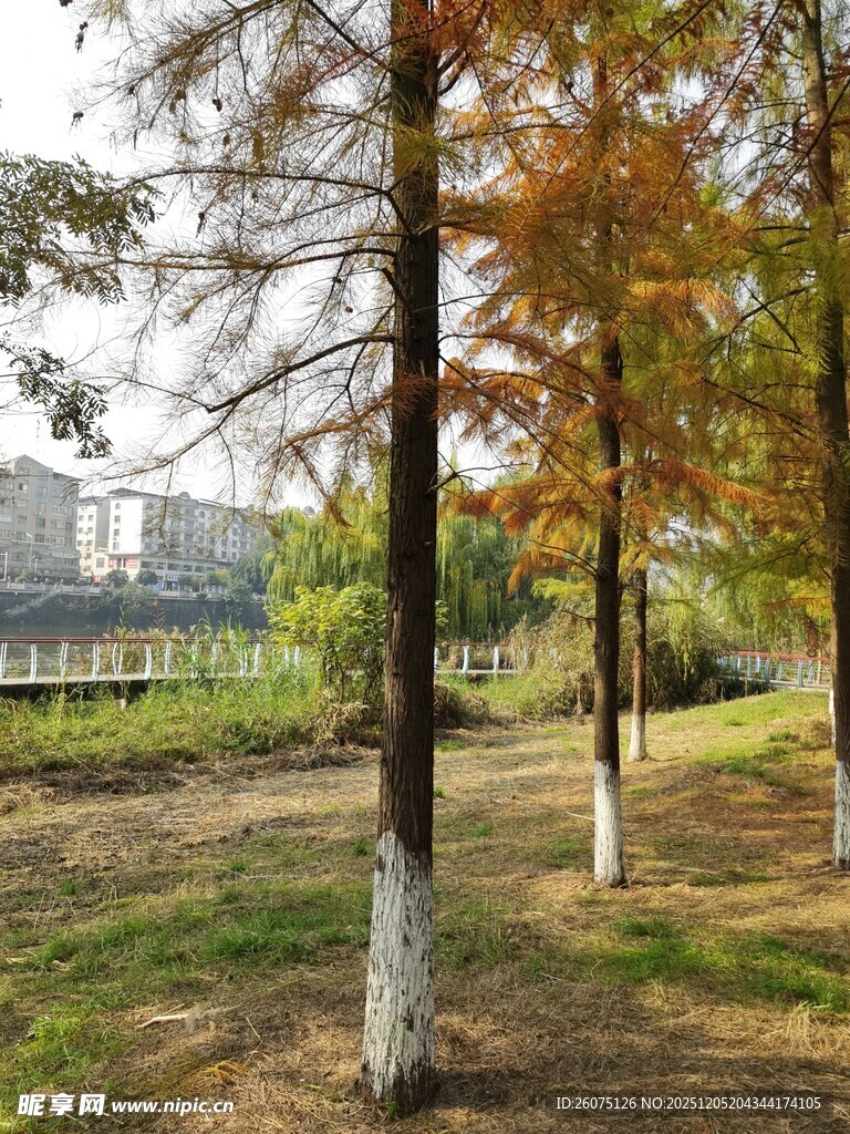 秋日树林中的多彩树木景观