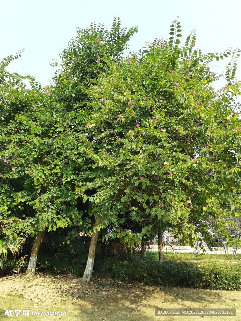 绿树成荫的户外景致