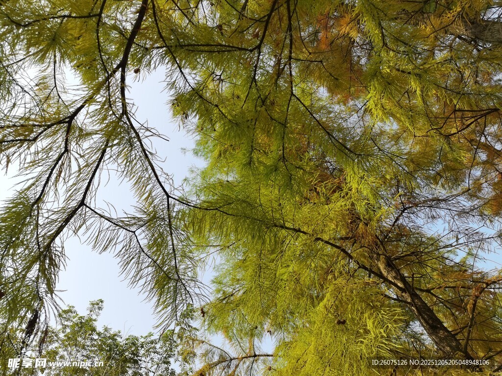 仰视林间翠绿枝叶