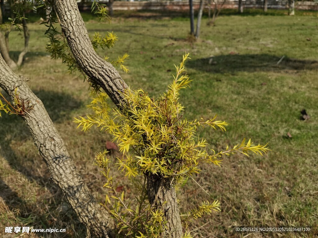 春日绽放的金黄连翘树枝
