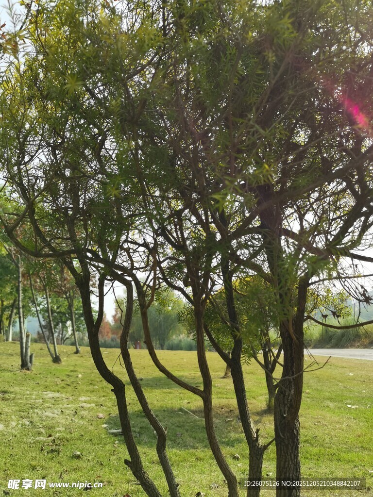 绿意盎然的户外树木景观