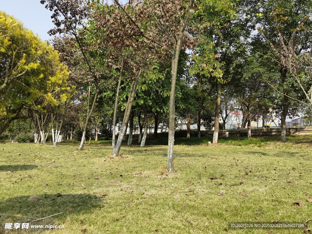 公园绿意盎然的草地树林