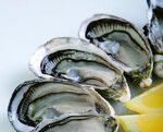 新鲜生蚝配柠檬