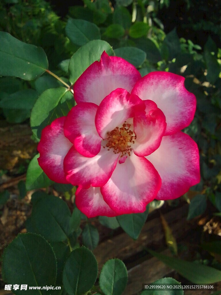 娇艳双色月季花