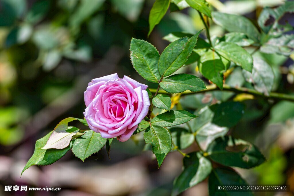 娇艳粉色玫瑰绽放绿叶间