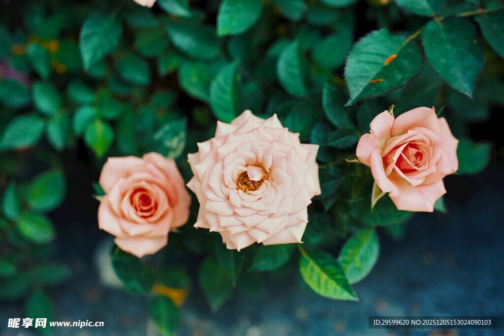 三朵粉玫瑰与绿叶相伴