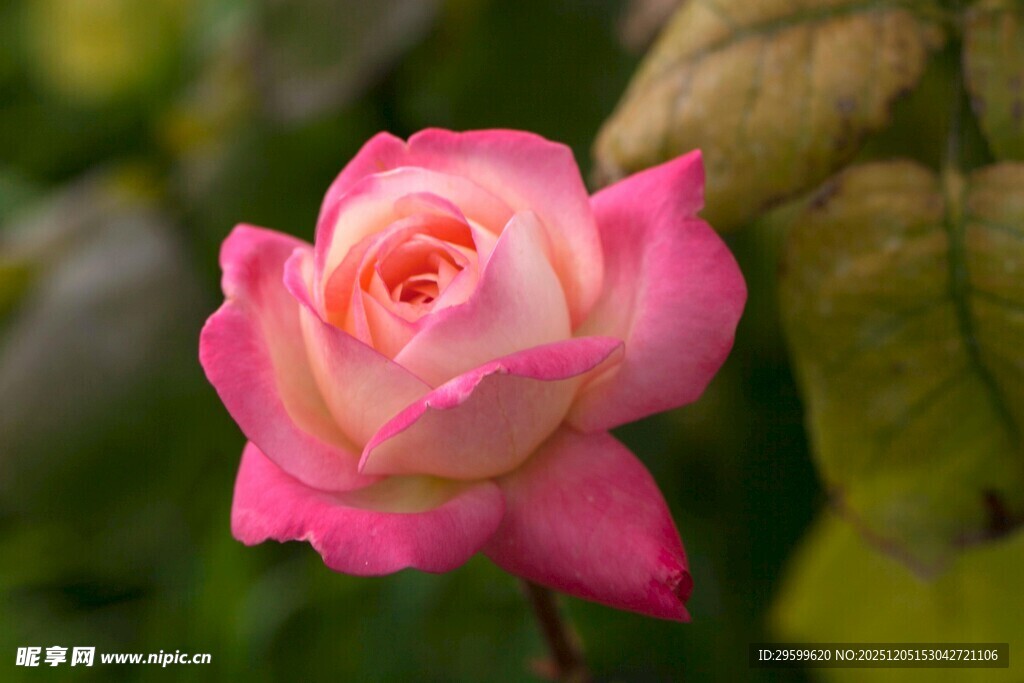 娇艳粉色玫瑰特写