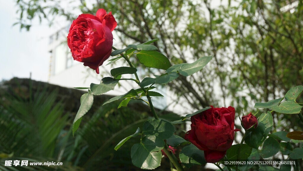 娇艳红玫瑰绽放于绿植间