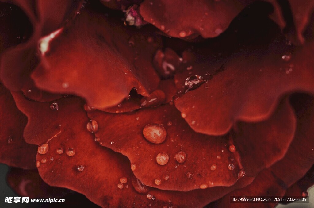 带水珠的深红玫瑰花