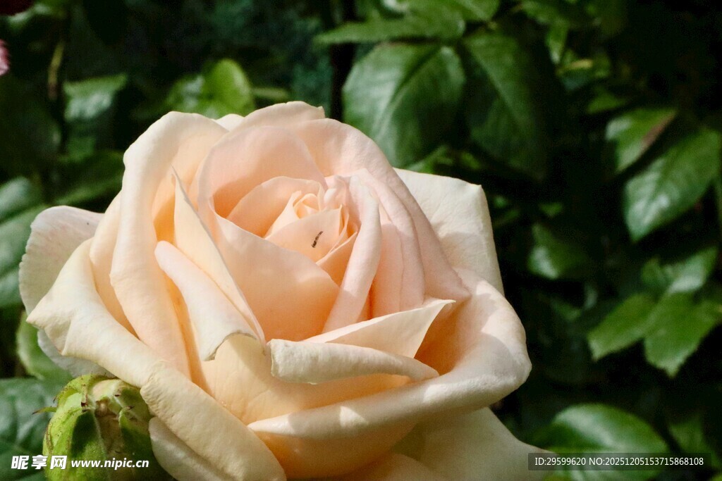 淡粉色优雅绽放的玫瑰花