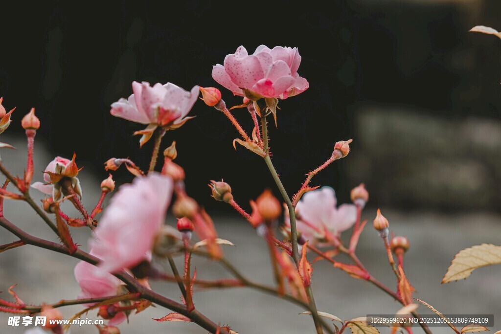 枝头绽放的粉嫩娇艳花朵