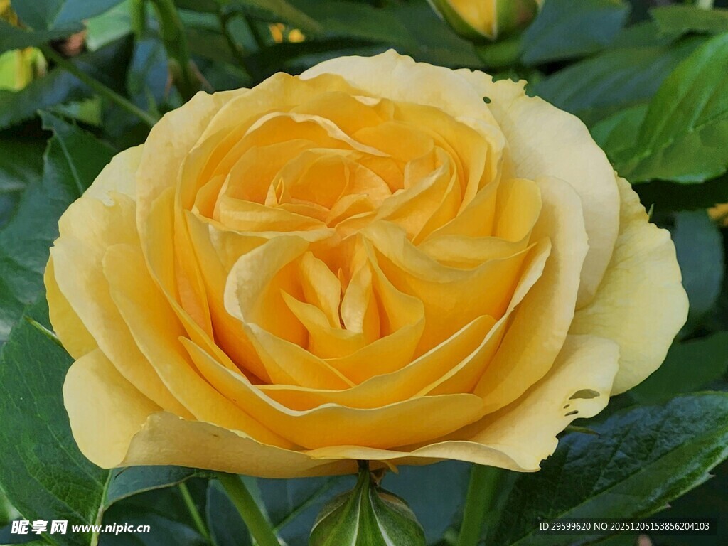 金黄艳丽的绽放玫瑰花