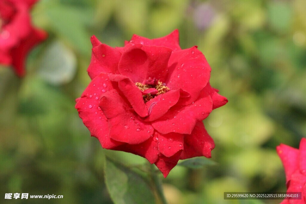 娇艳红玫瑰上的小蜜蜂