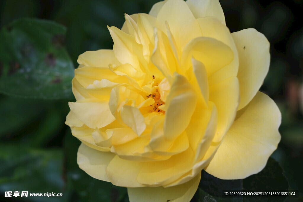 黄色娇艳月季花