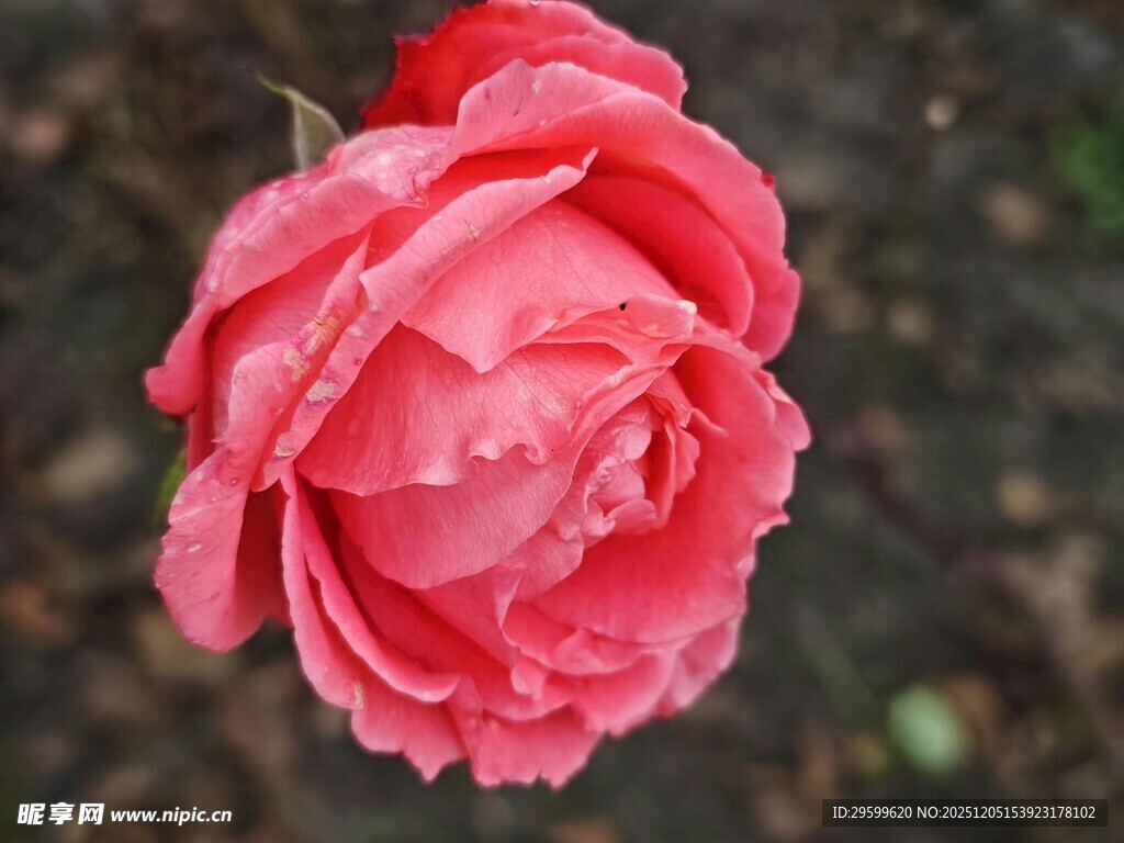 娇艳欲滴的粉红色月季花