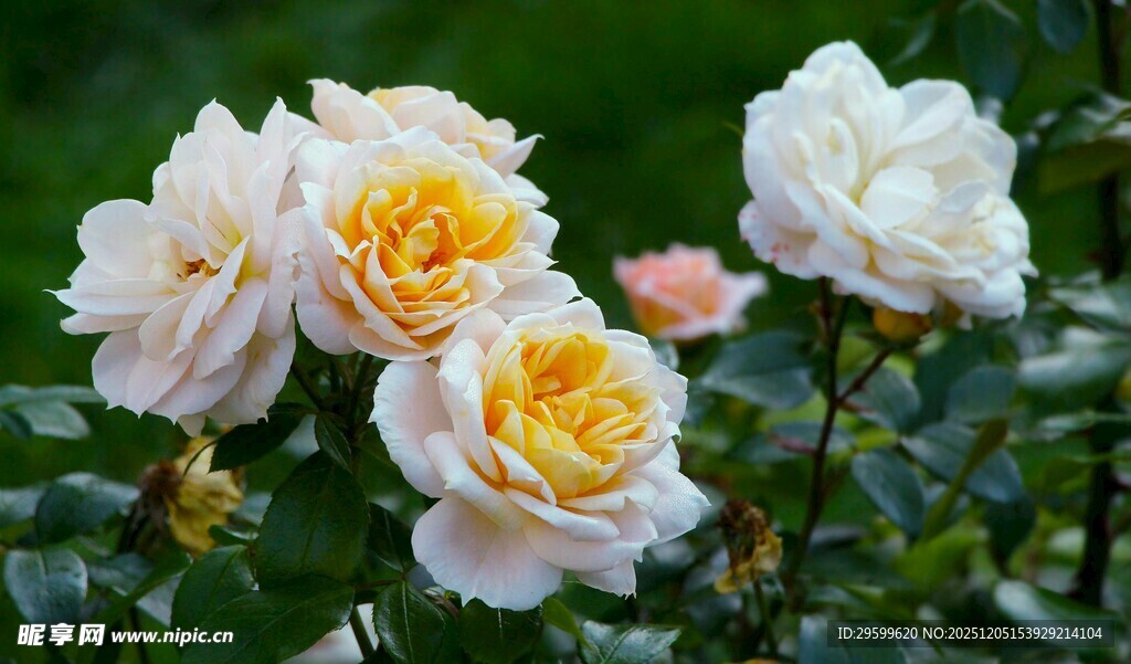 娇艳白黄月季花绽放