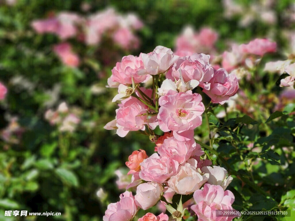 粉色蔷薇花丛美景