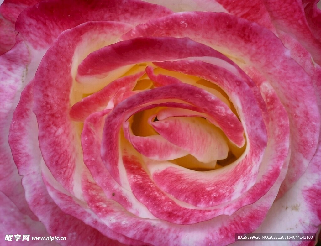 娇艳粉色玫瑰特写