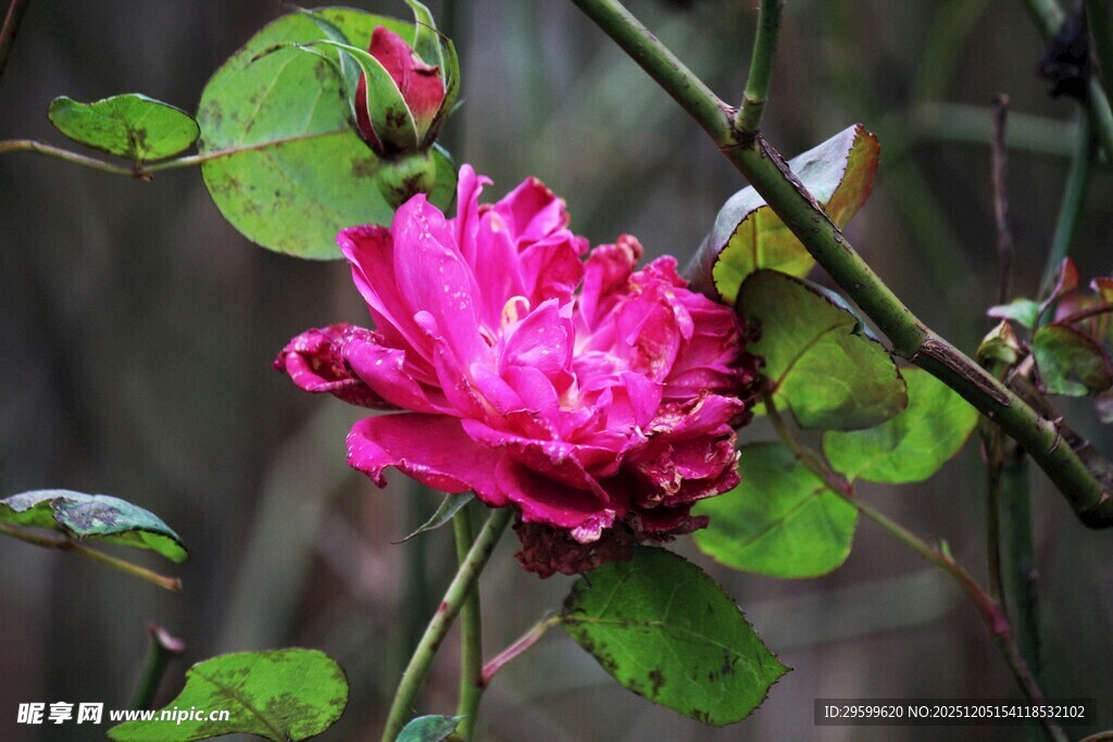 娇艳绽放的粉色花朵
