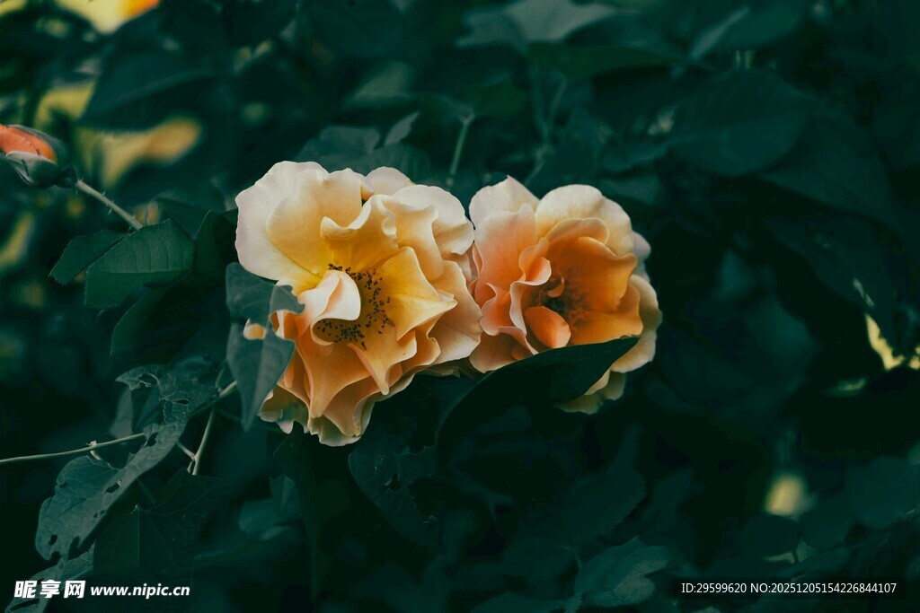 两朵绽放的橙黄色月季花