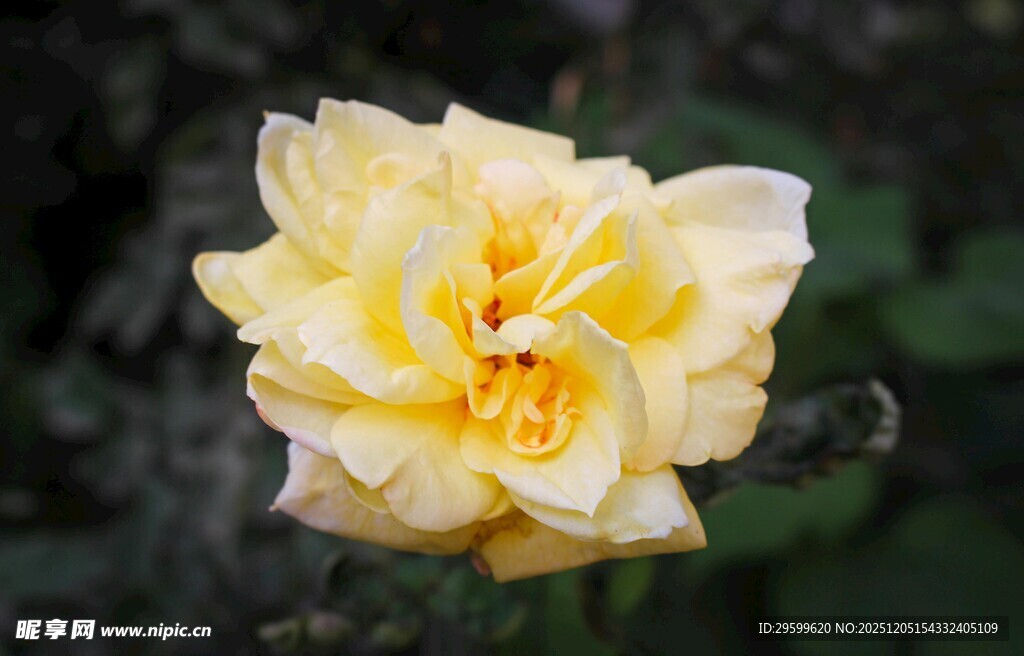 娇艳黄玫瑰