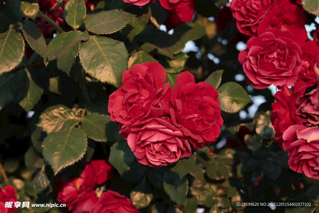 娇艳红玫瑰绽放