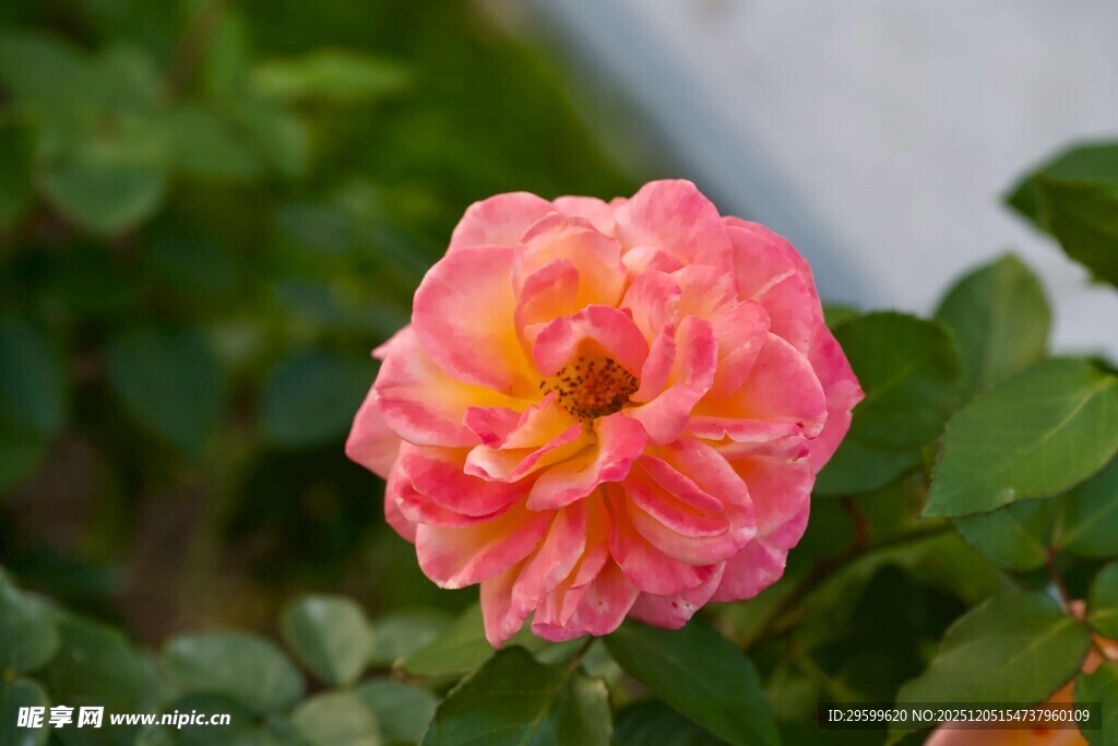 娇艳粉色月季花