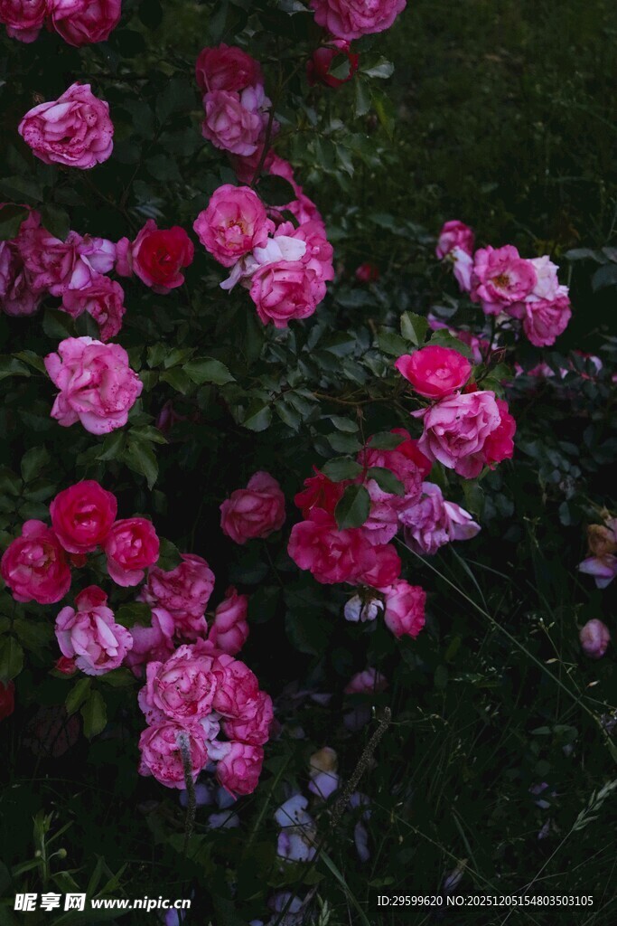 娇艳盛放的多彩月季花