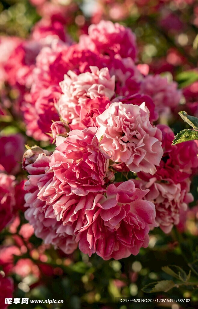 娇艳盛开的粉色花朵