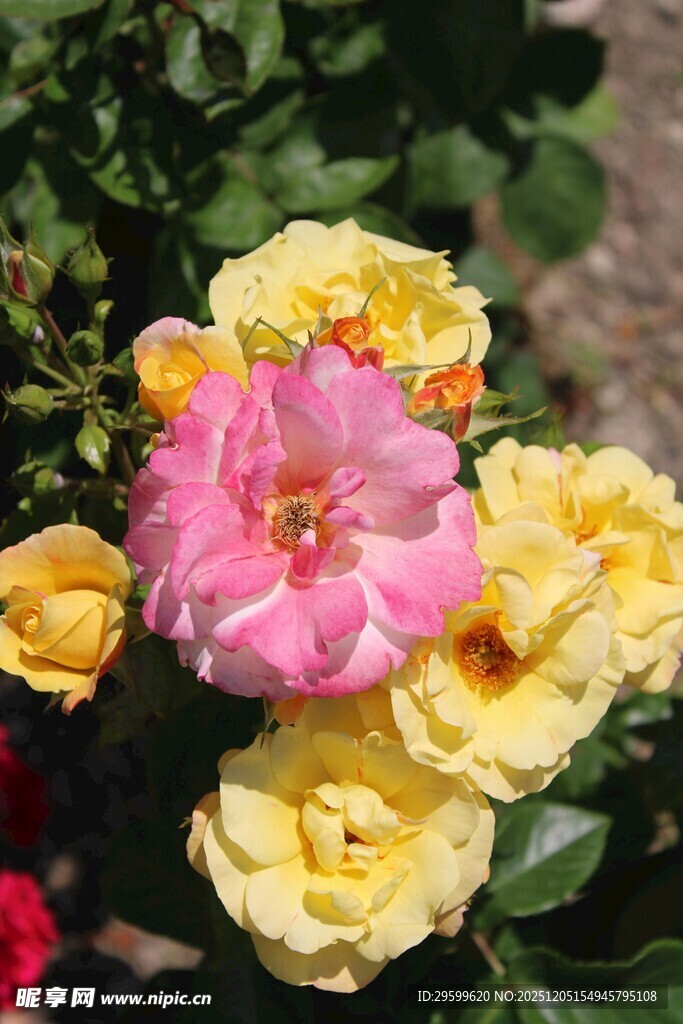 多彩月季花绽放