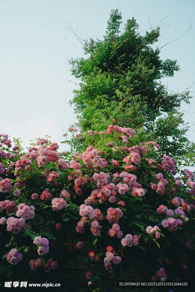 繁花绿树相映成趣