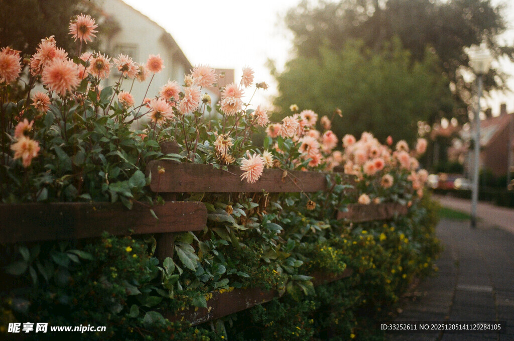 路边盛放的粉色玫瑰花丛